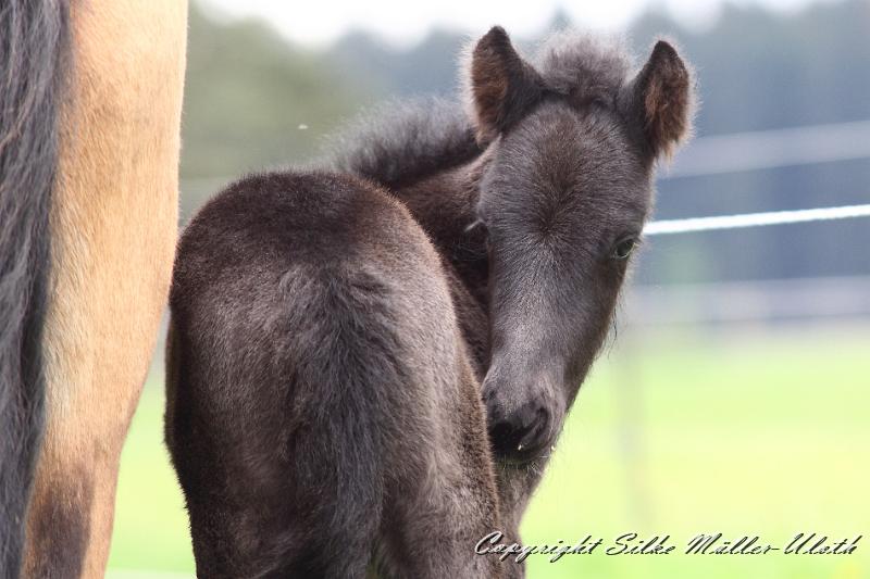 Konstantin m.JPG - Konstantin von Heidmoor 2 Tage alt